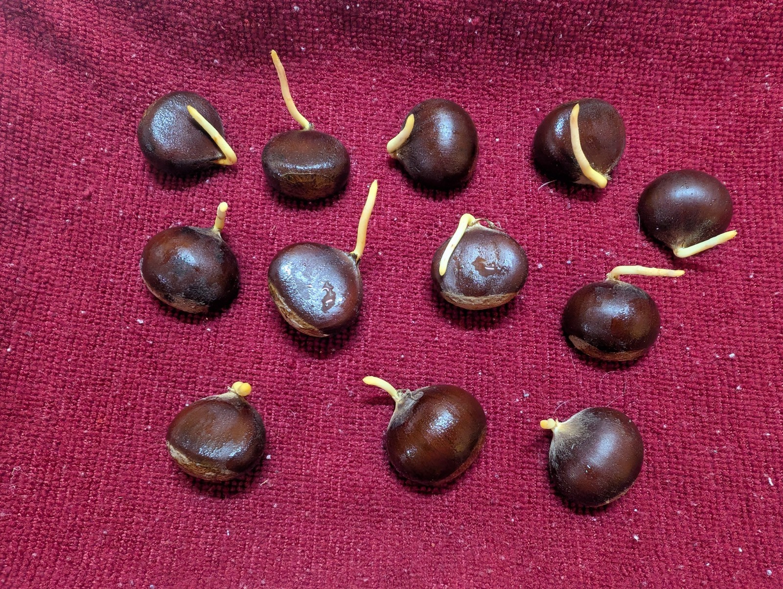 12 Chinese Chestnut Seeds (Ready to plant)