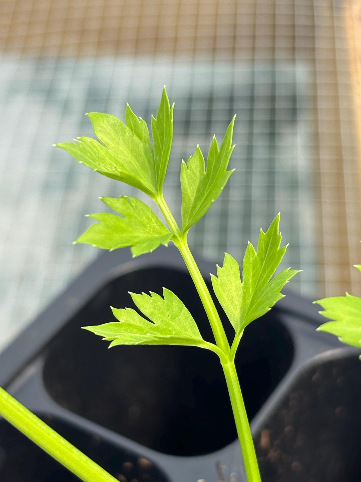 Celery Live Plant – Seedlings/Plugs and Plants – 3″- 12″ tall – 30-60+ days