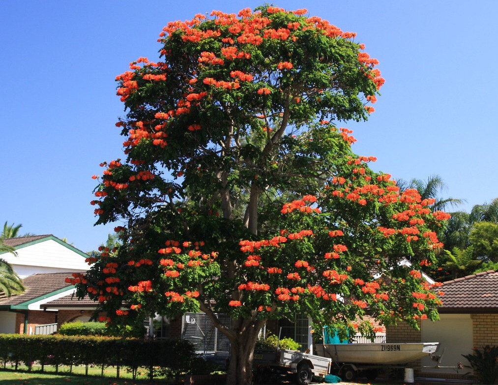 African Tulip Magnolia Flower Tree Seeds Spatho. campanulata Flame of The Forest