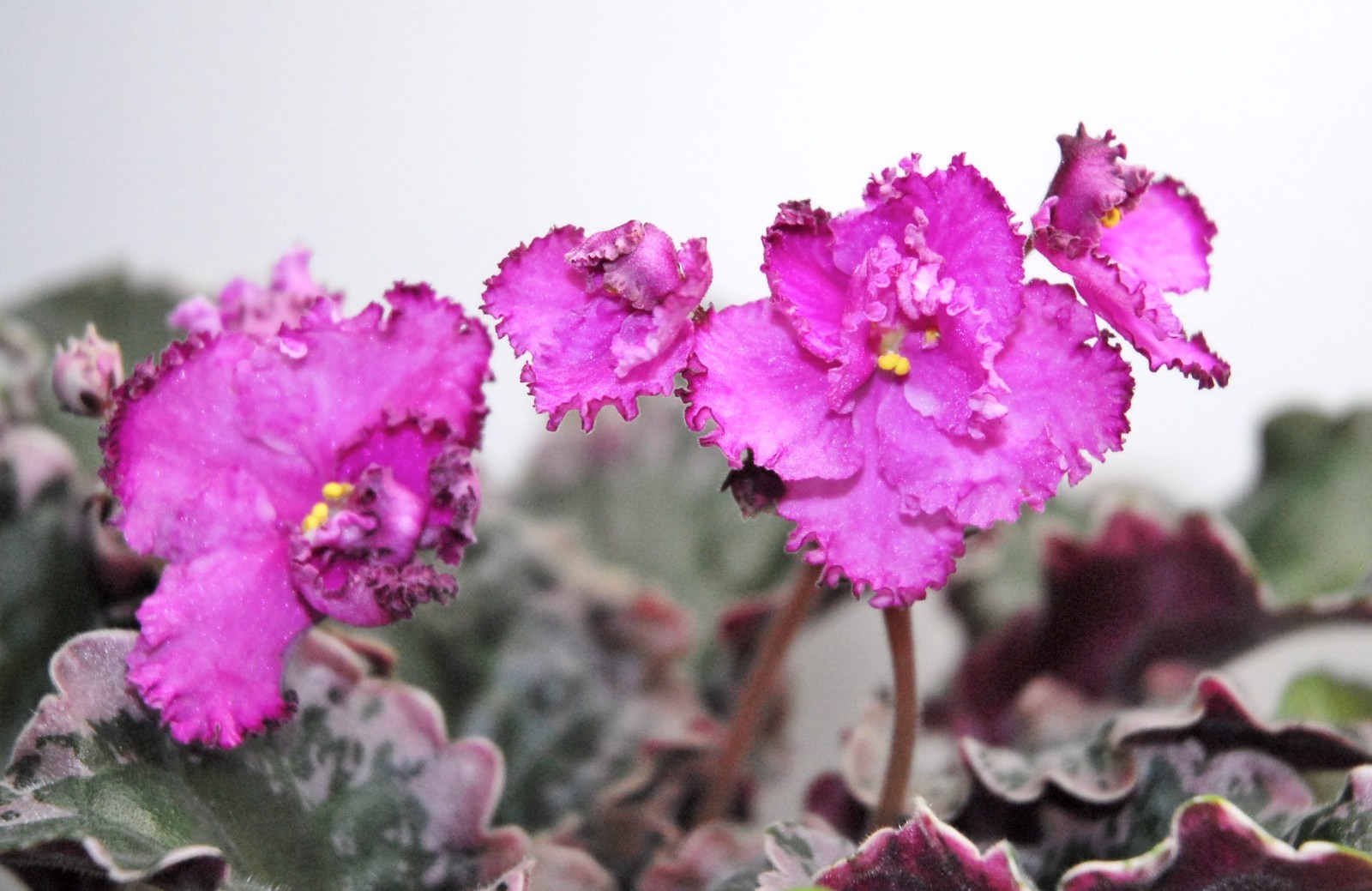 African Violet Plant Apache Freedom Large / Big Starter Standard