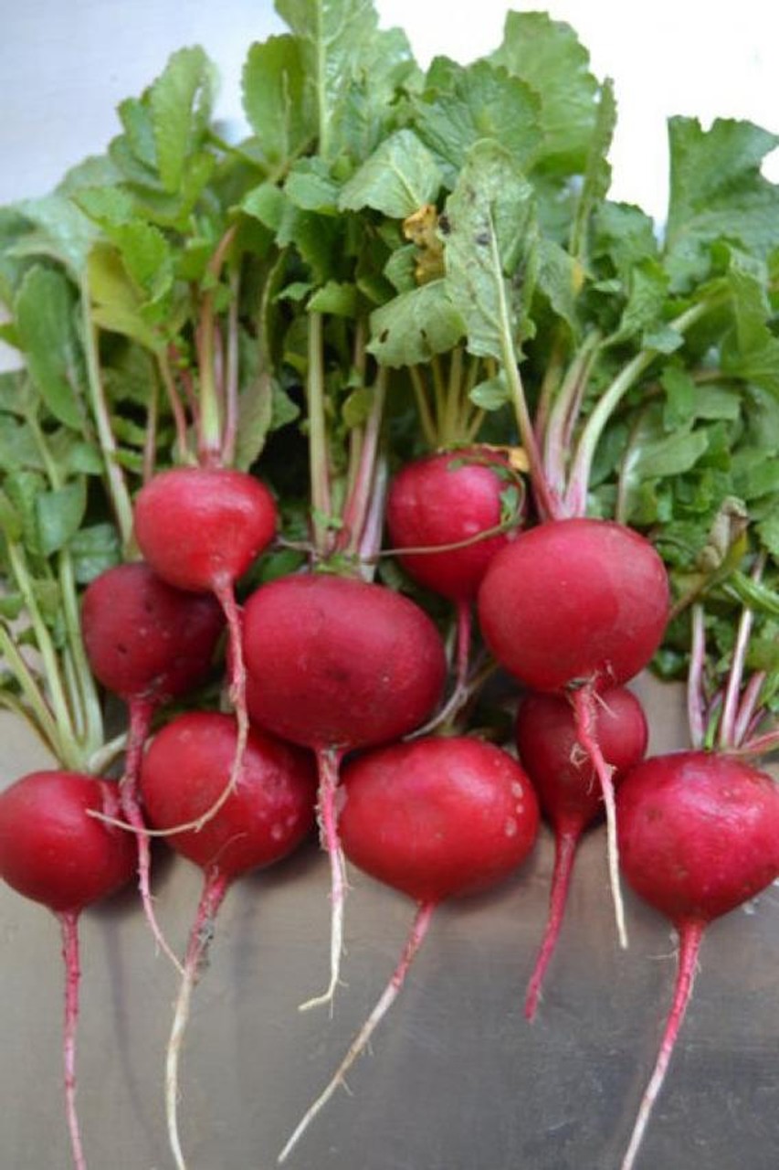Crimson Giant Radish Seeds, NON-GMO Free Shipping!