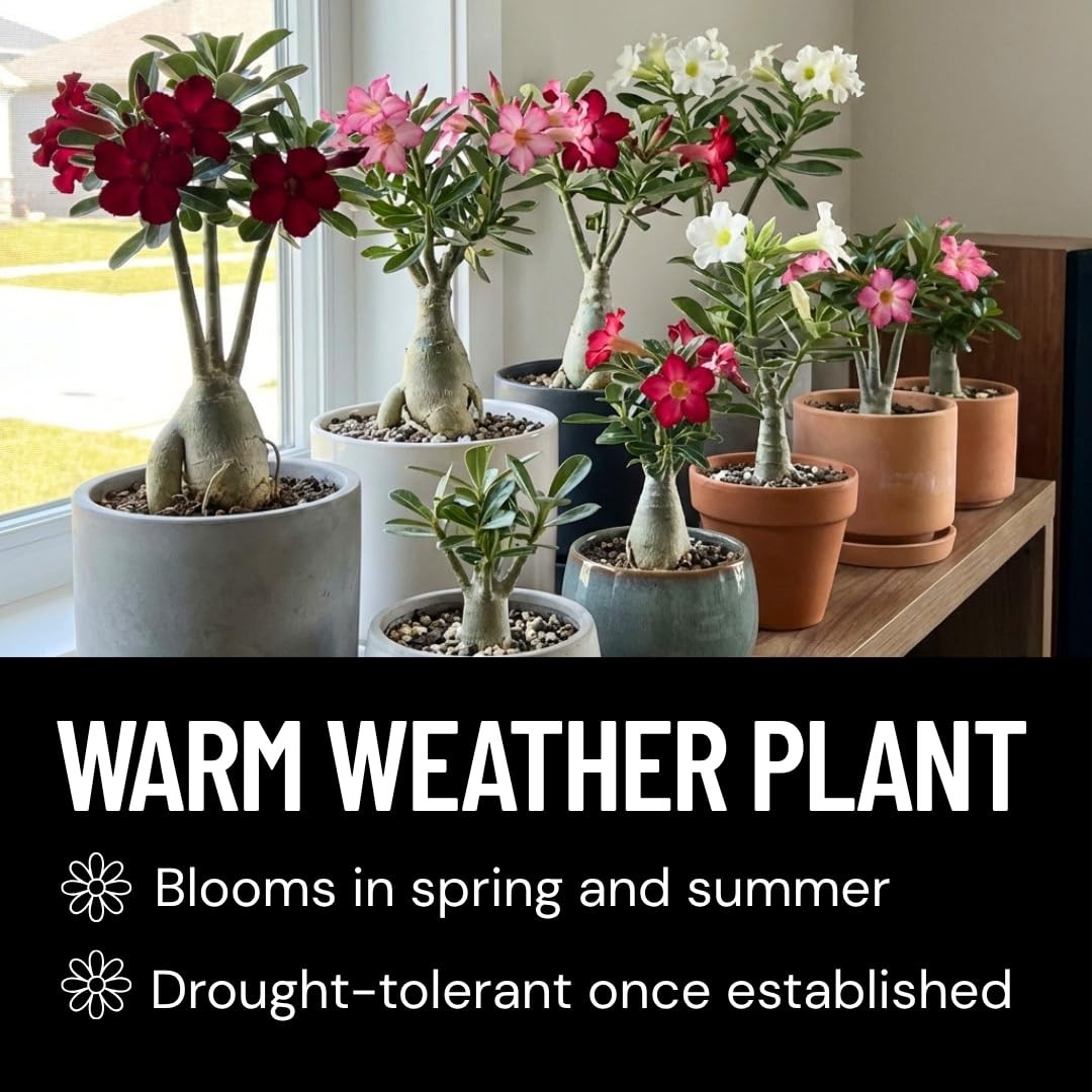 50 Adenium Obesum Seeds – Exotic Desert Rose for Indoor Bonsai & Outdoor Patio –