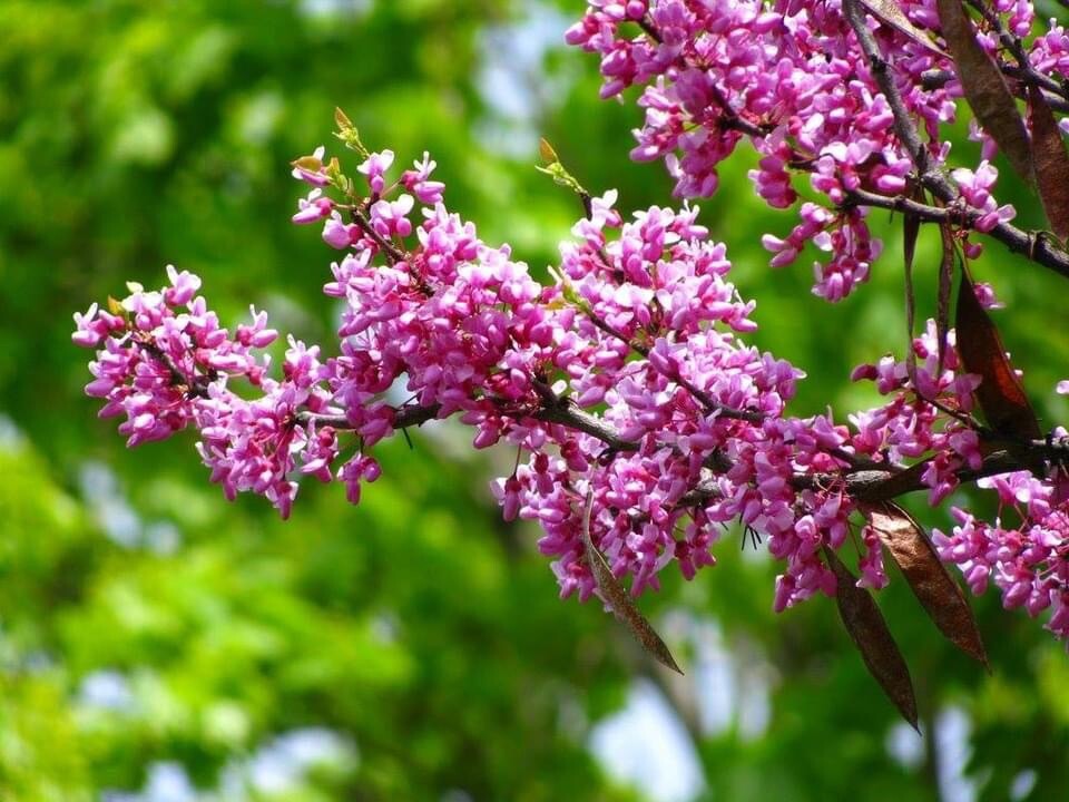 Eastern Redbud/ Cercis Canadensis, 25 seeds 2023 – USA seller