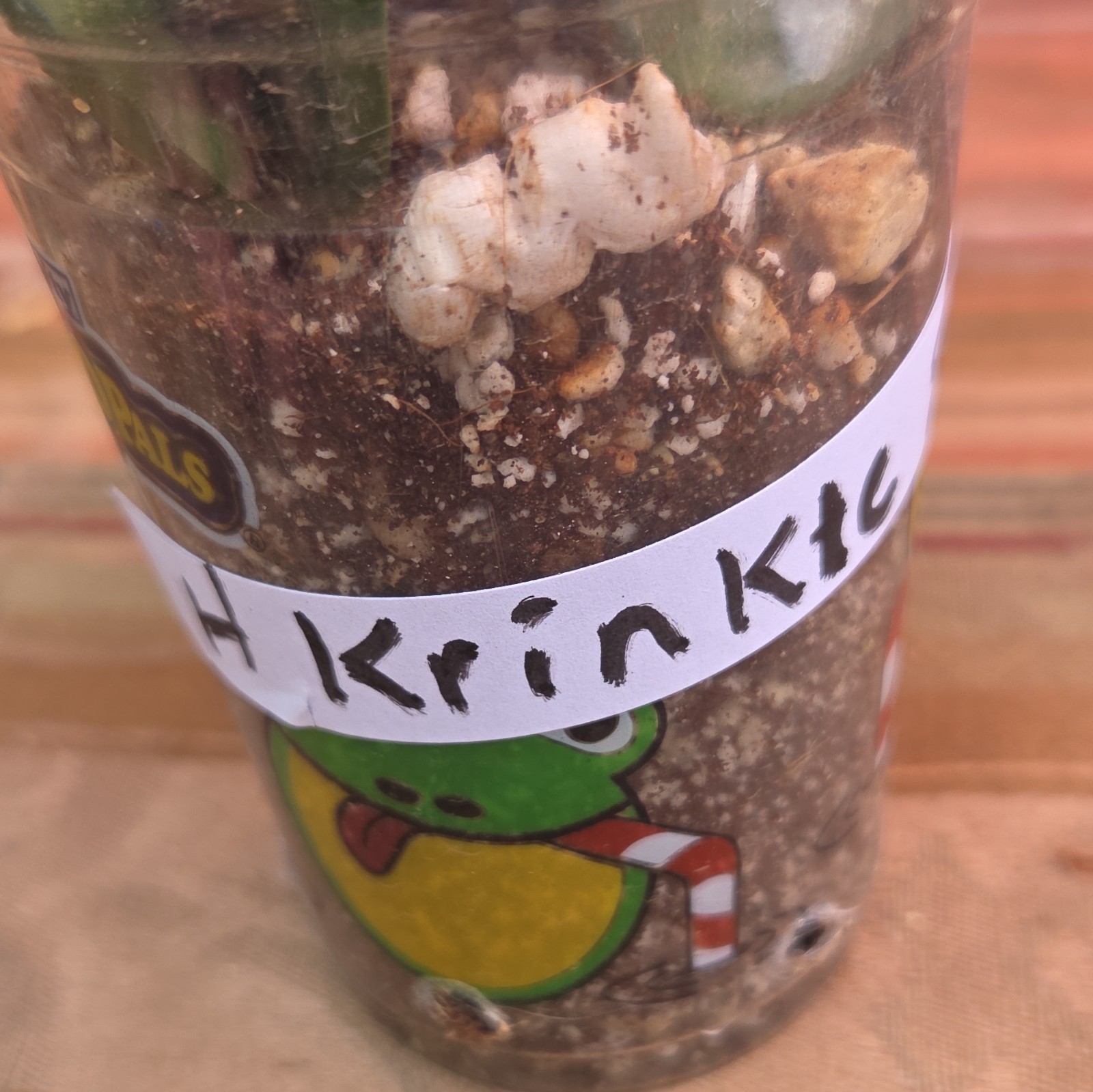 Hoya Krinkle Potted Plant Indoor Tropical Broadleaf, Vegetative, Medium Sun