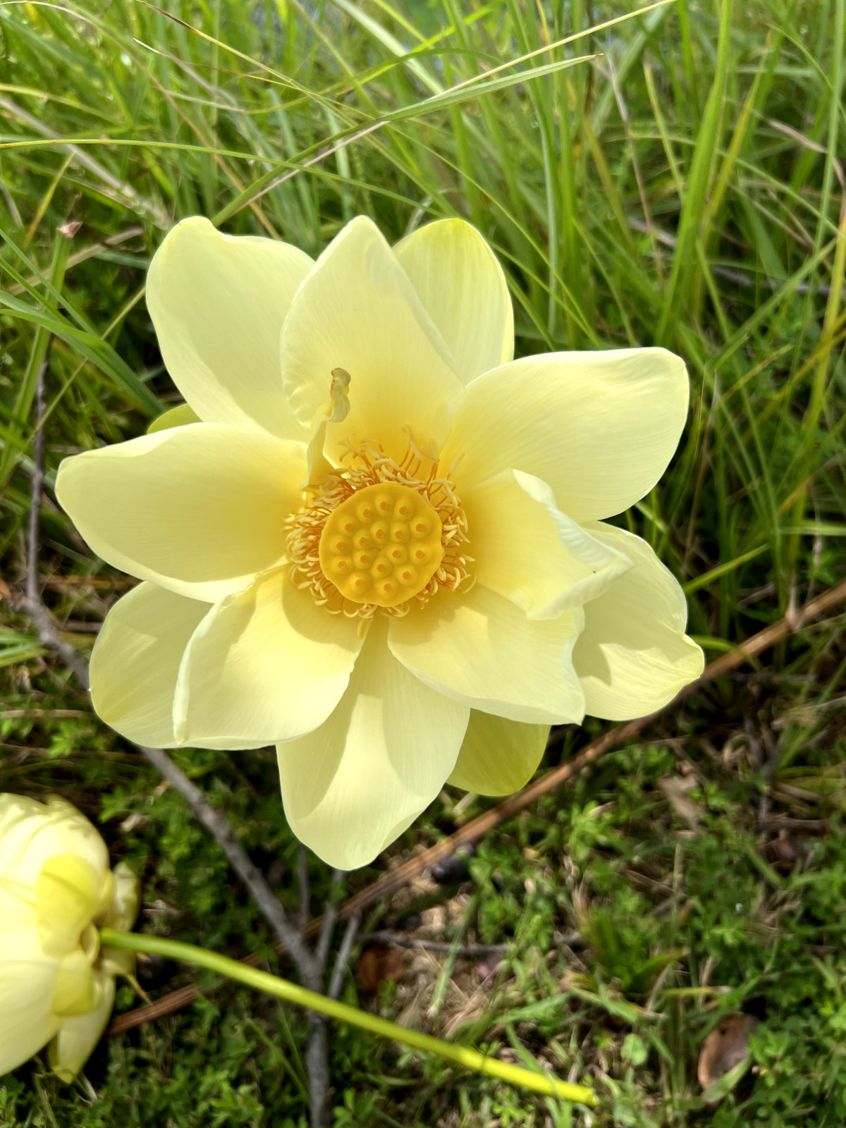 120 Seeds Yellow Lotus Flower Seeds American Water Lily for Pots or Pond