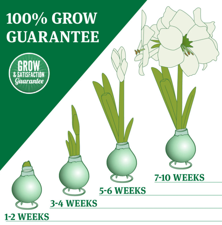 Gold Waxed Amaryllis Bulb with Stand, No Water Needed, Blooms 4-8 Weeks