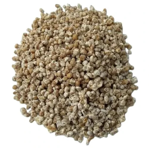 Shiitake mushroom “seeds” – 20 gr spores on dry seeds
