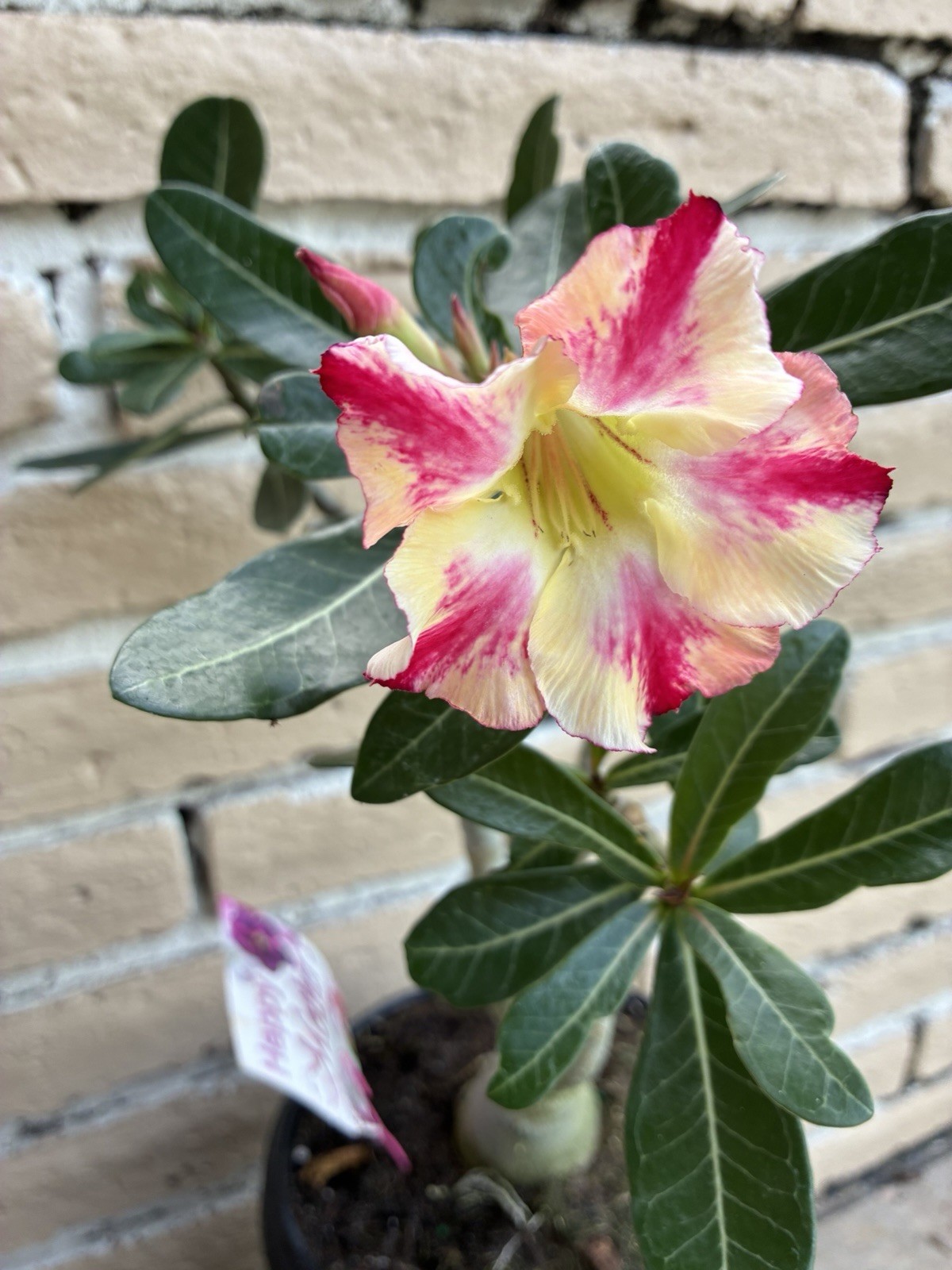 Beautiful Adenium Yellow With Stripes Single Petal Perfect For Bonsái