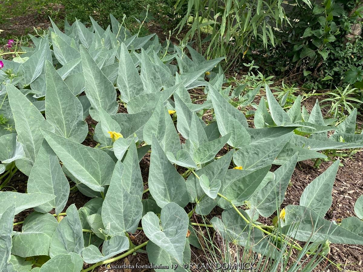 BULK SEEDS!…Cucurbita foetidissima…Cascading Buffalo Gourd…QTY/bag=100