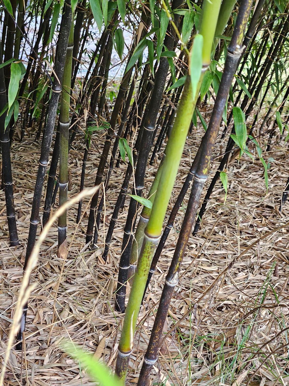 Black Bamboo Phyllostachys Nigra Live Bare Root Plant (3) Fresh Rhizomes