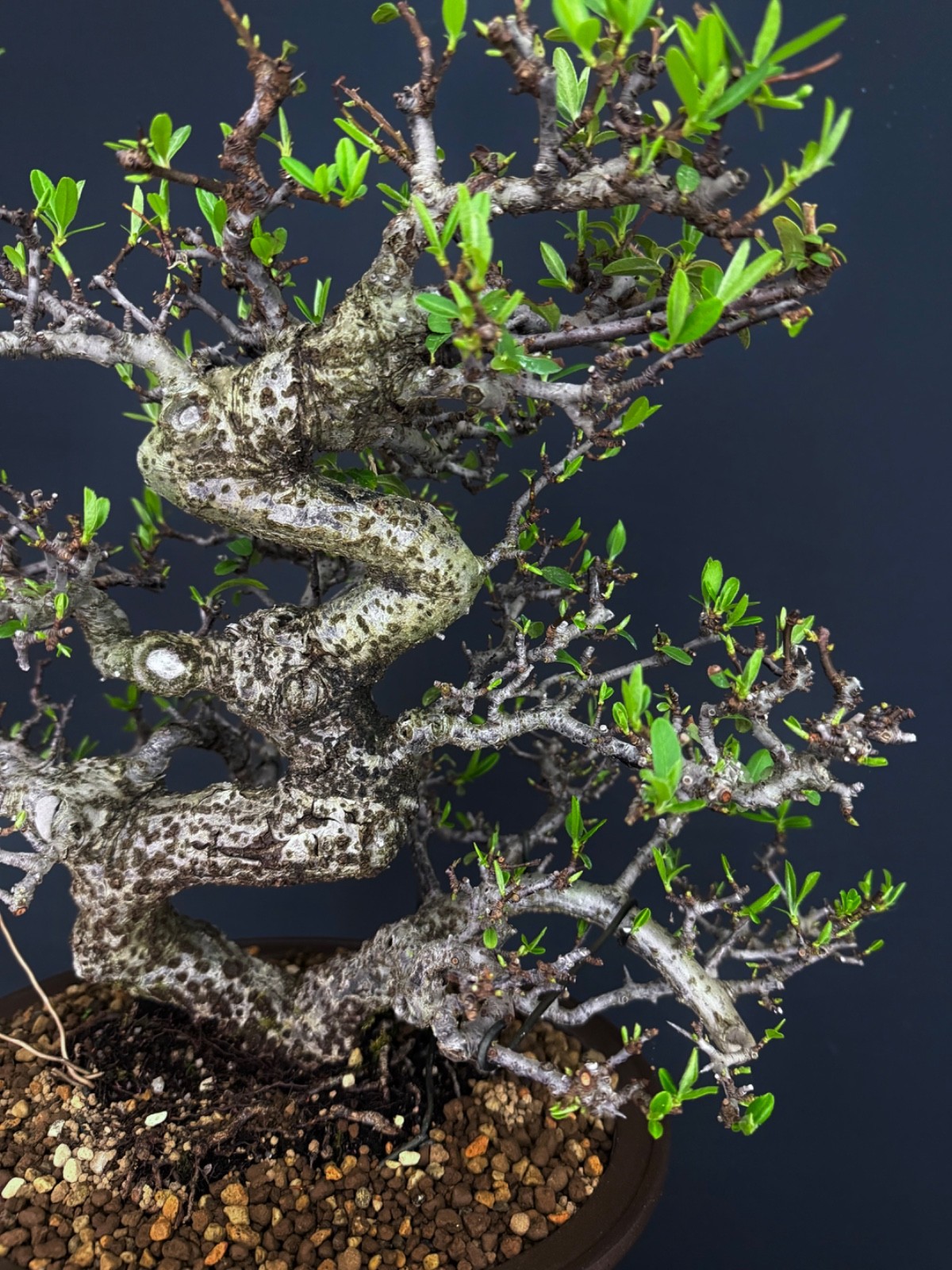 Pyracantha Fruit Bonsai tree (very easy to bear fruit)
