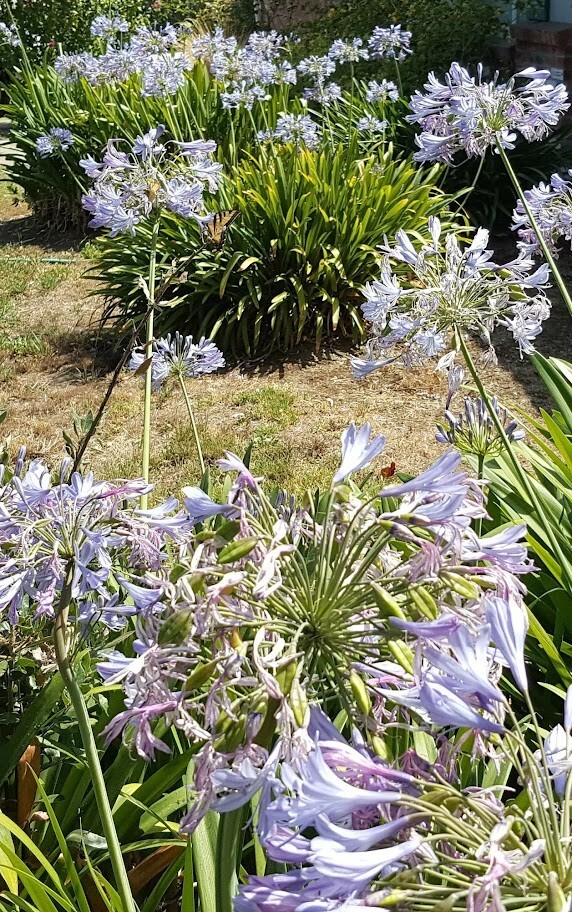 ⁦Agapanthus Blue Lily Bulbs, Bare Root ~ Heirloom, Non-GMO. Ready for planting!