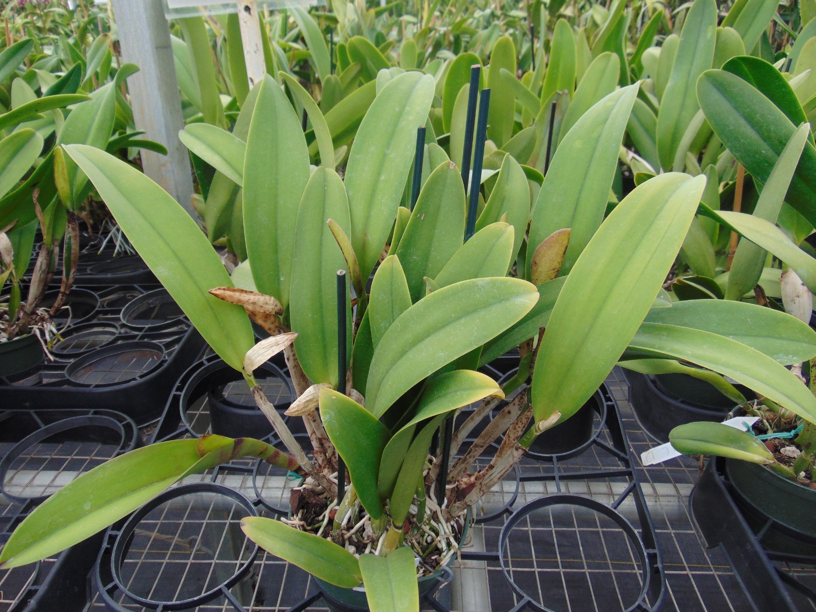 Ctt. Tropical Aurora SHEATHS 6″ pot HUGE PLANT