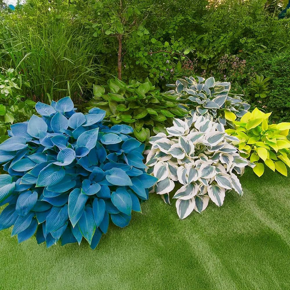 290+ USA PERMIUM Giant Hosta Seeds for Planting Indoor Outdoor-Non GMO Mixed