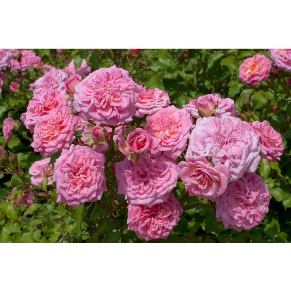 1 Gal. Sweet Drift Rose Bush with Pink Flowers (2-Pack)