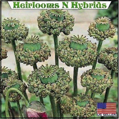 2,500 Organic Hens and Chicks Papaever Somniferum Poppy Seeds For Planting