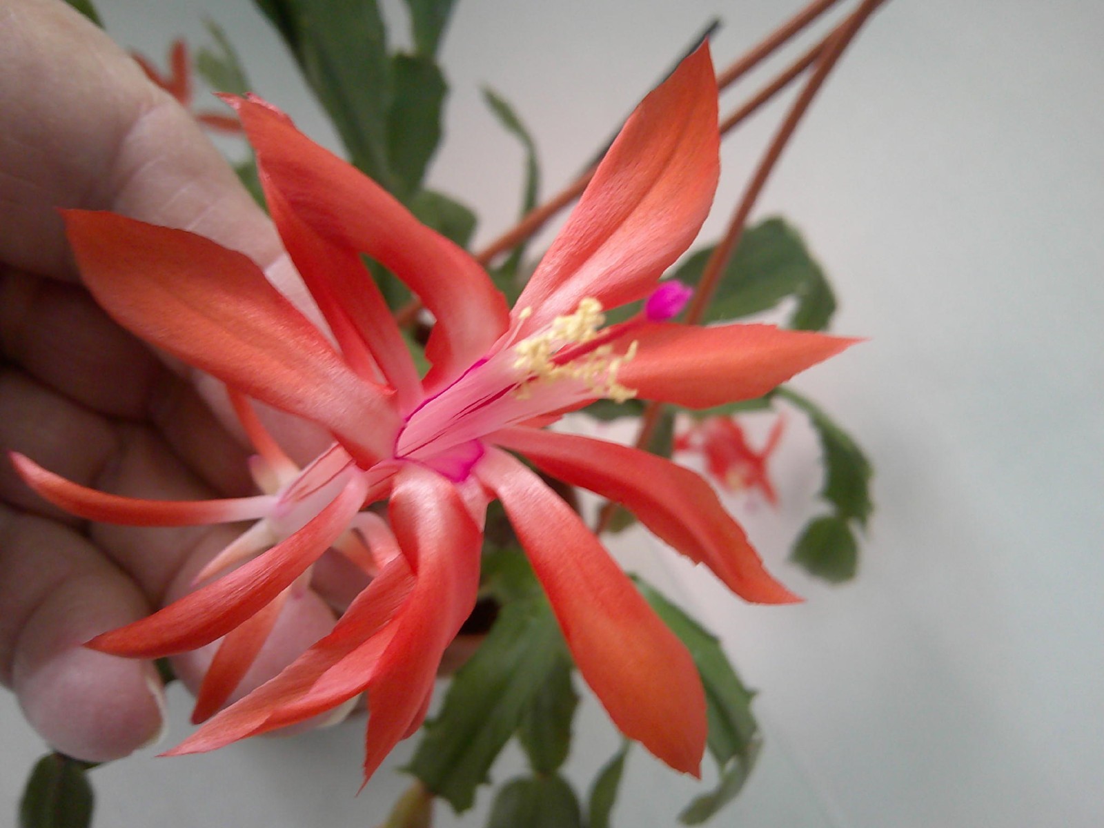 Kompeito Orange – Thanksgiving/Christmas Cactus Schlumbergera