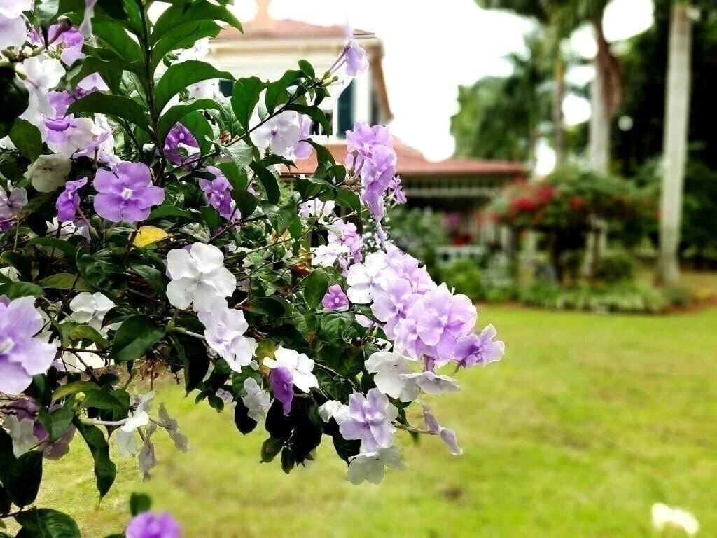 Yesterday Today Tomorrow | 2 Inch | Brunfelsia pauciflora | Low Maintenance