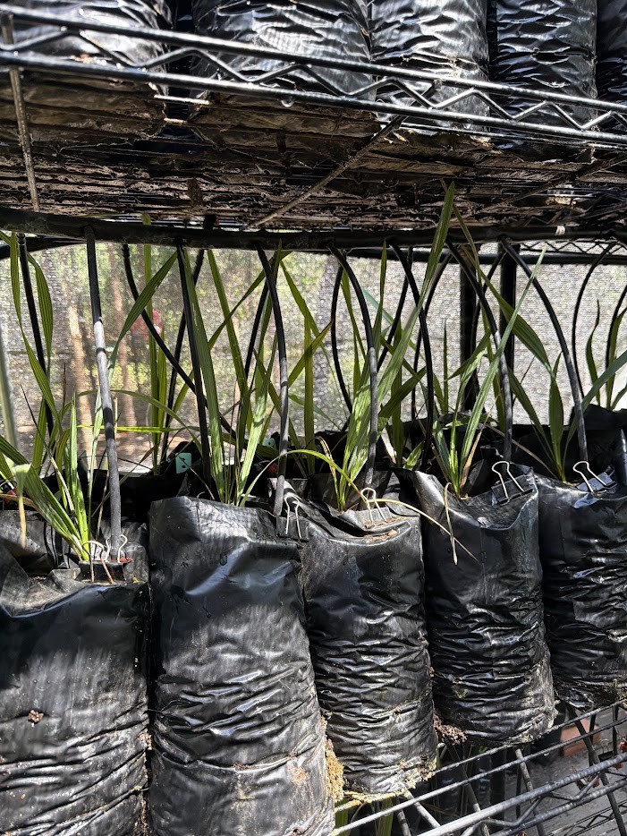 Sabal lisa palm – Extremely Rare Collector Palm | 1 Gallon Size |