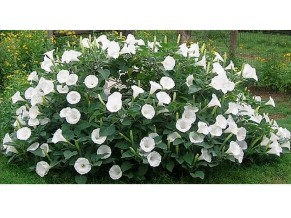 Moonflower BUSH Variety- 25 Seeds