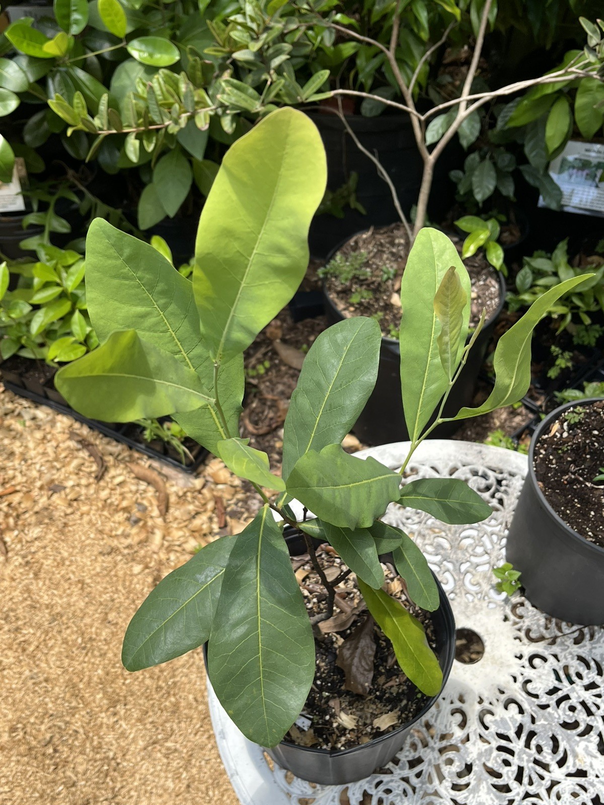 Duguetia phaeoclados INSANELY RARE 5 Year Old Plant in a 3 gal pot