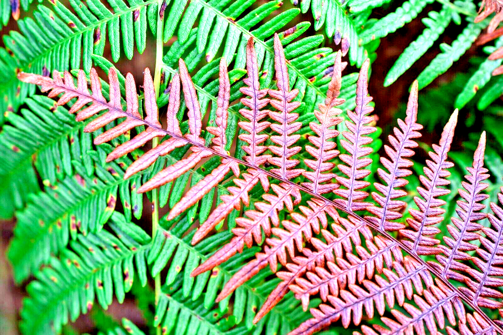 Autumn fern 1000 SPORES (SEEDS) DRYOPTERIS ERYTHROSORA, HARDY FERN