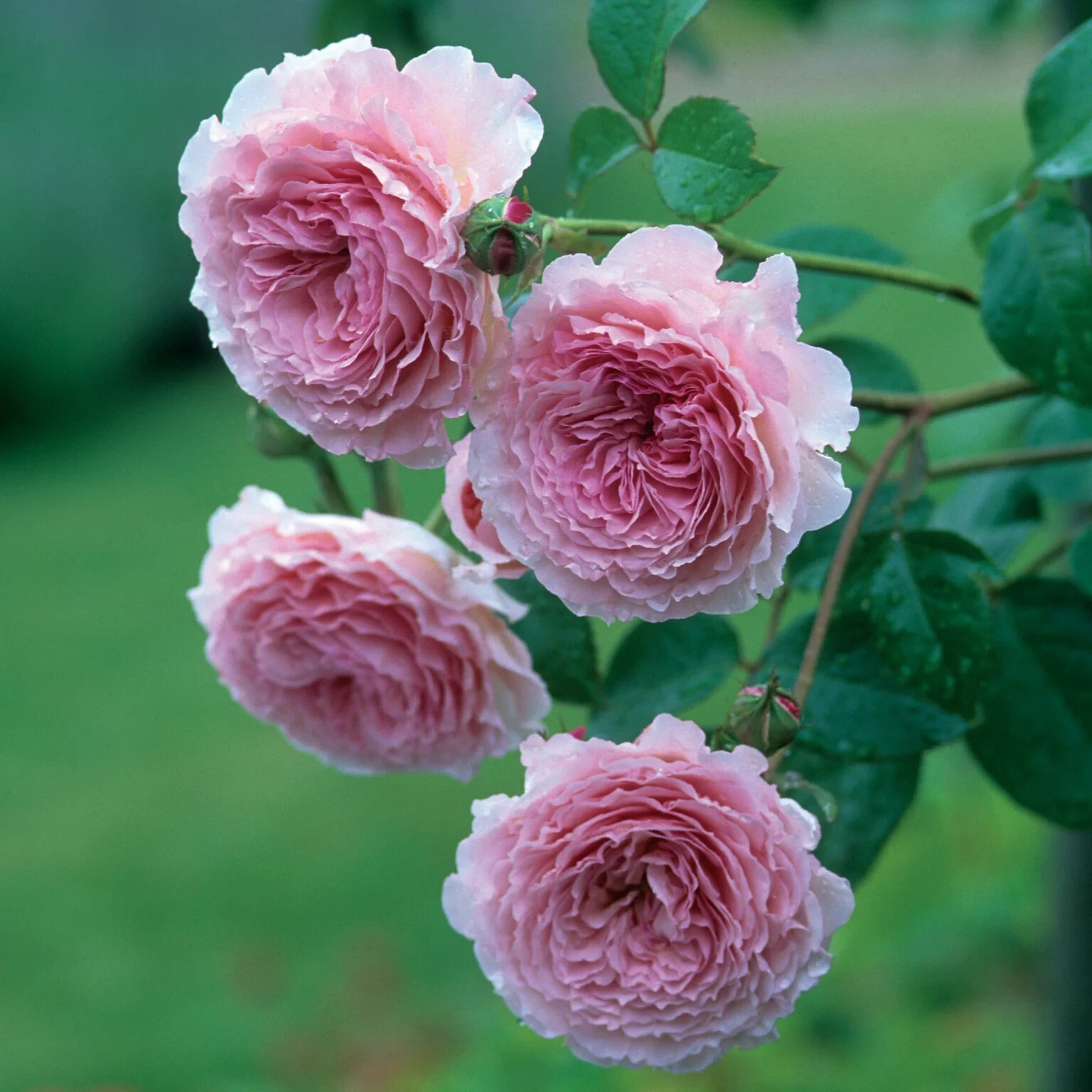 (Auscrystal) English Climbing Rose JAMES GALWAY 3 Stems UNROOTED Cuttings 5-8″