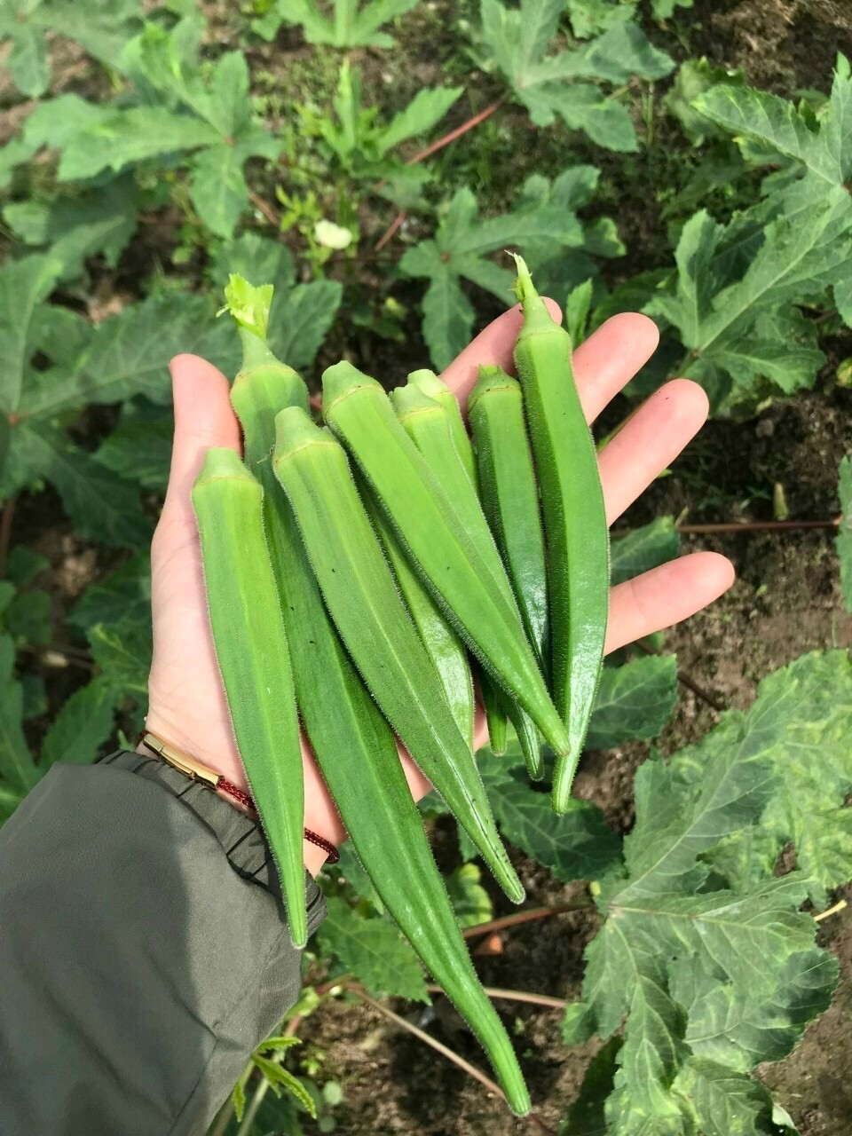 10+ PCS OKRA, COWS HORN SEEDS – ĐẬU BẮP – 오크라 – 秋葵