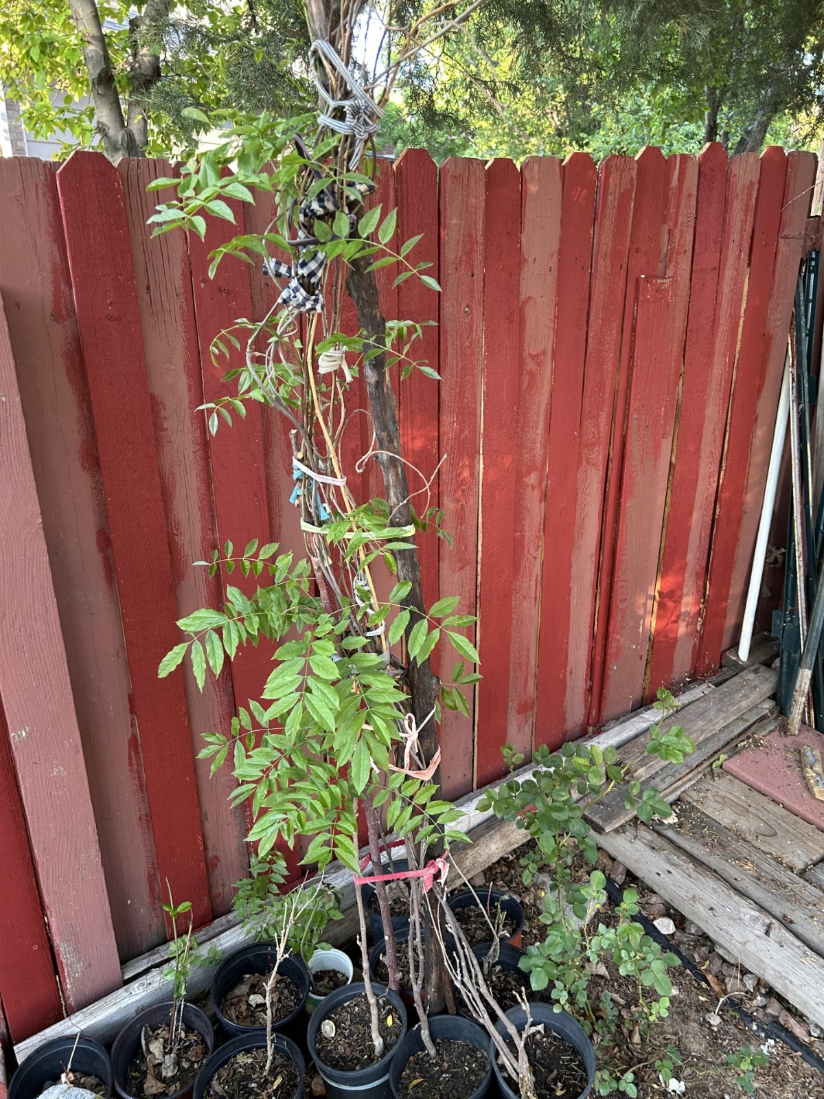 Purple Wisteria tree seeding, is a beautiful tree (紫藤)
