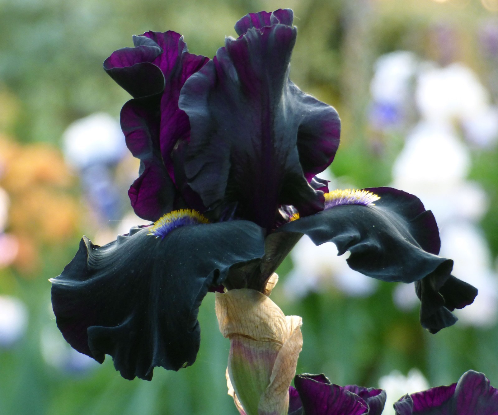 Senor Jinx Iris Plant Quart Pot | Masses of Black Flowers Perennial