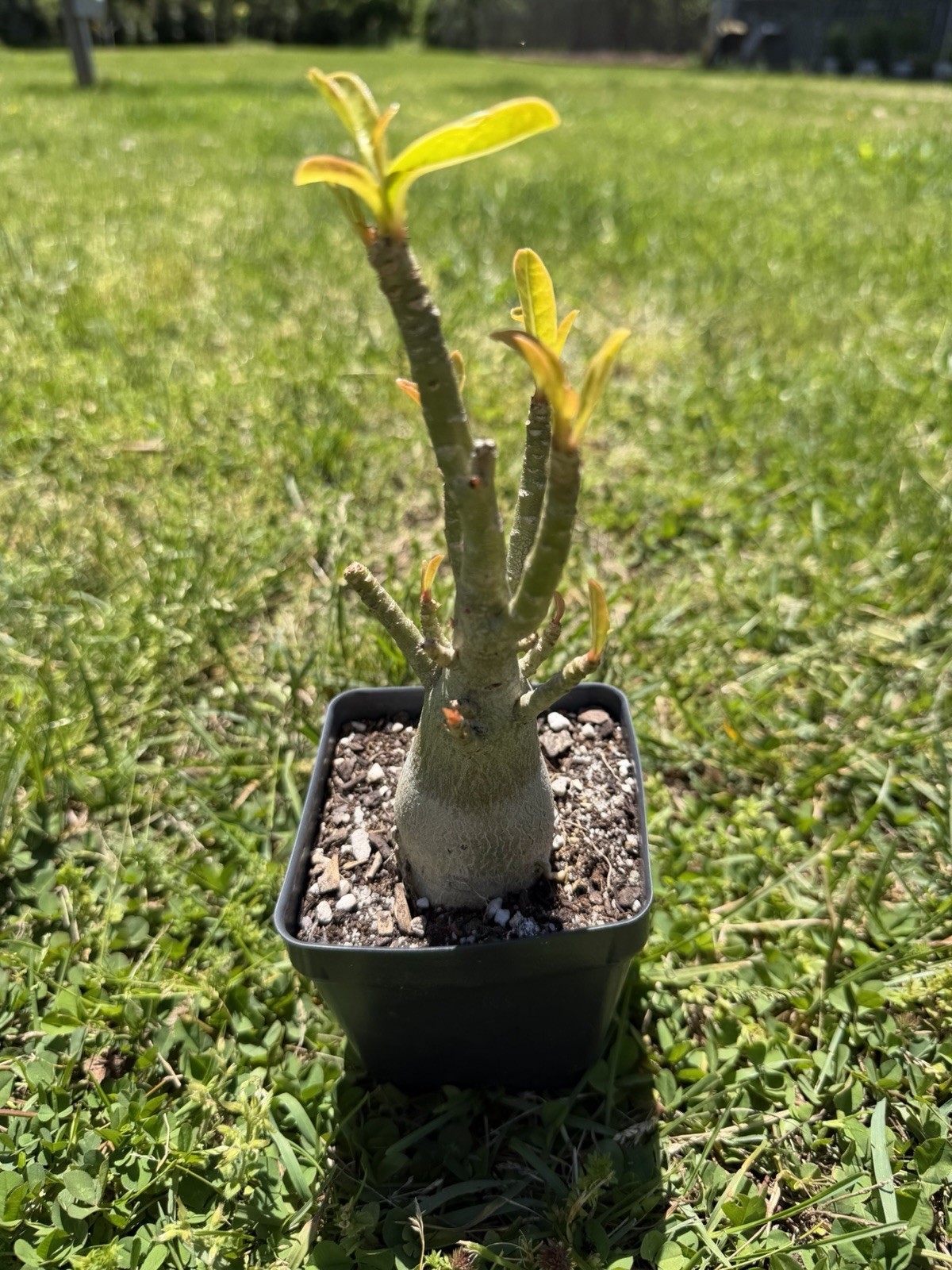 Pink Adenium Arabicum Desert Rose Live Plant Bare Root 4in