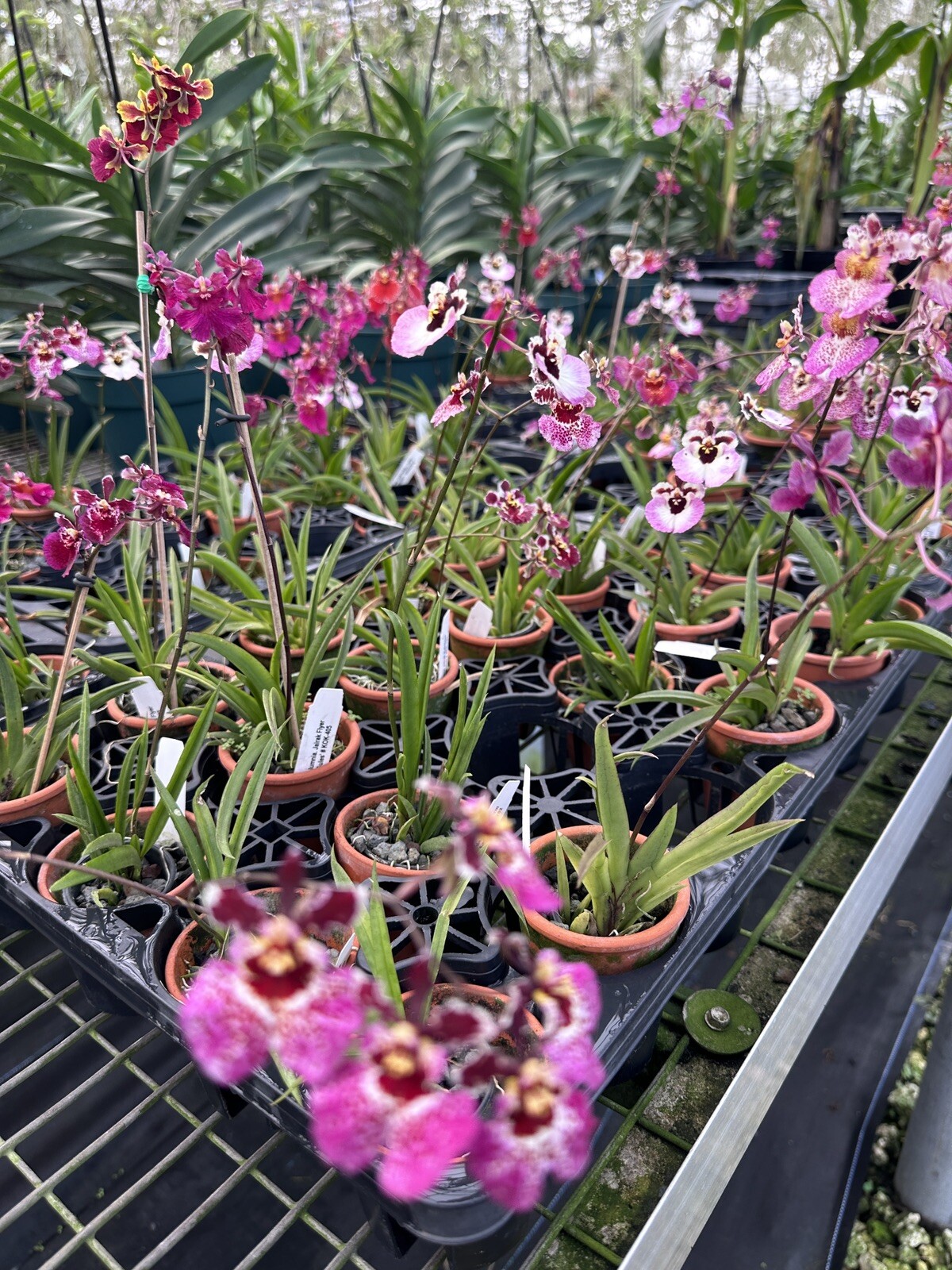 Three Different Tolumnia IN SPIKE! Equitant Orchid Plant Oncidium 3 Plants