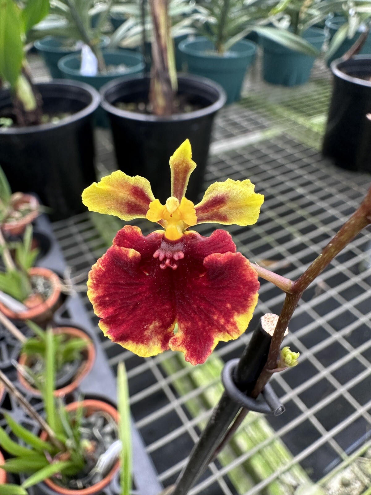 Three Different Tolumnia IN SPIKE! Equitant Orchid Plant Oncidium 3 Plants