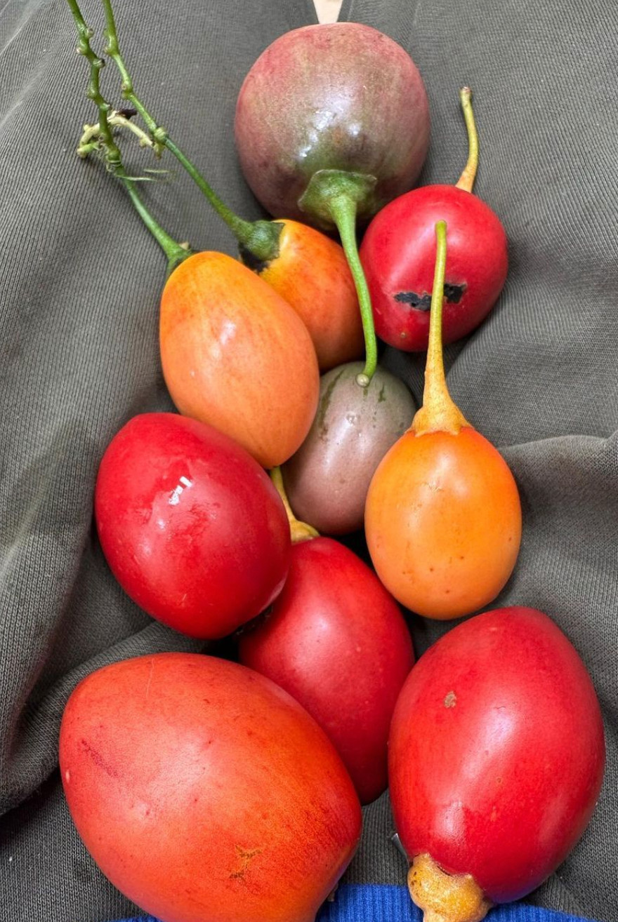 Mixed pack of 6 cuttings of Tree tomato, Solanum betaceum. Red, orange, yellow.