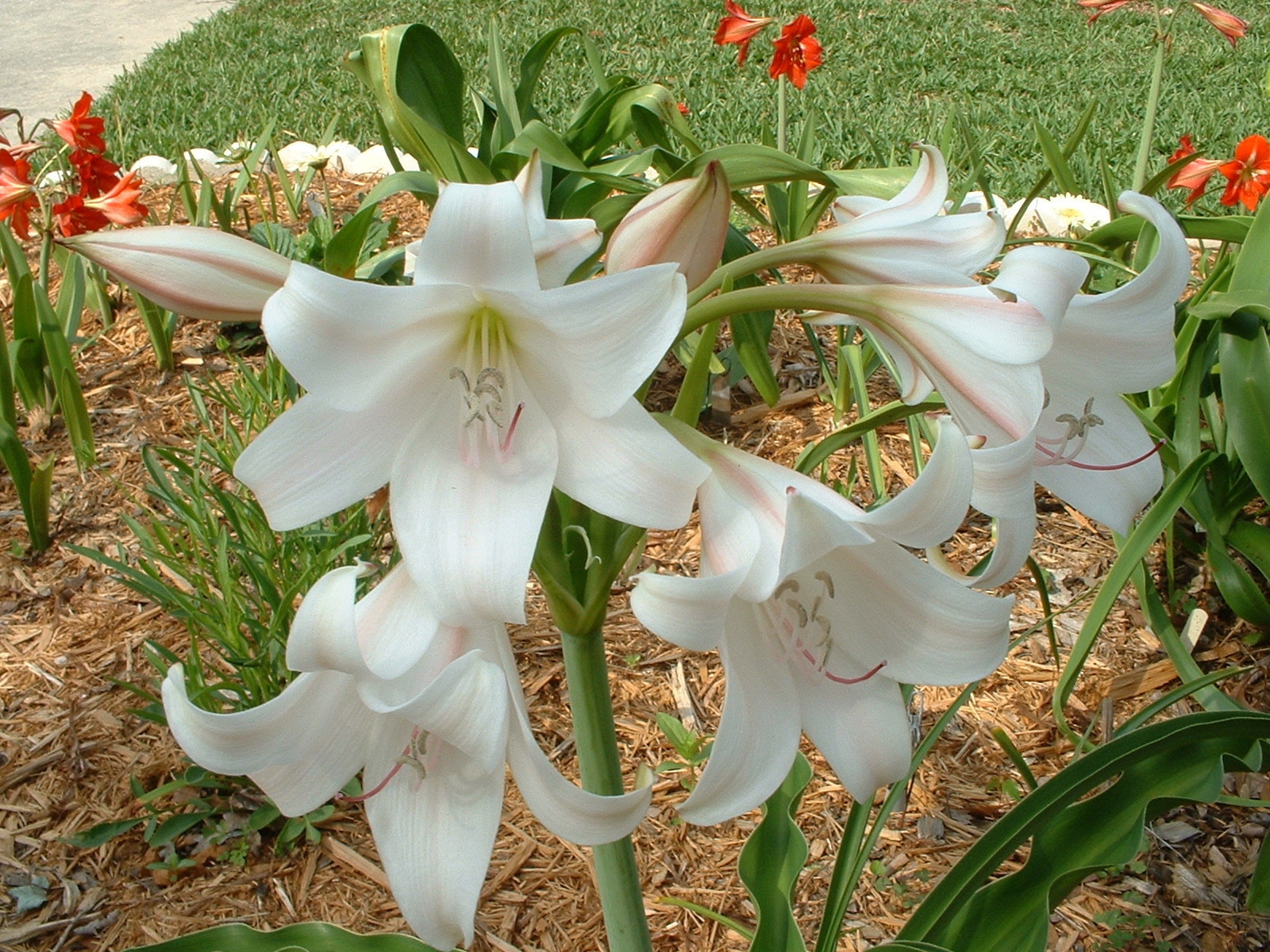 Crinum Lily, GRAB BAG, 30 bulbs, at least 10 types – over 50% off