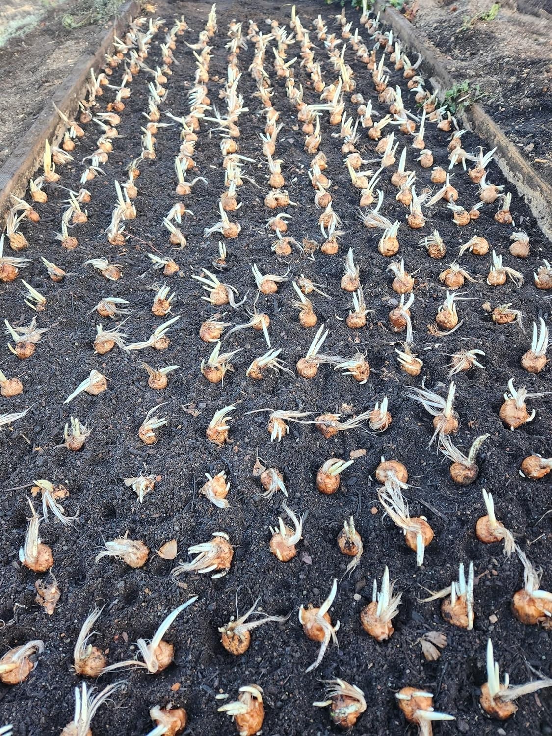 3 Saffron Sativus Crocus Corms – Huge 10+ Cm Corms for Planting – Saffron Crocus