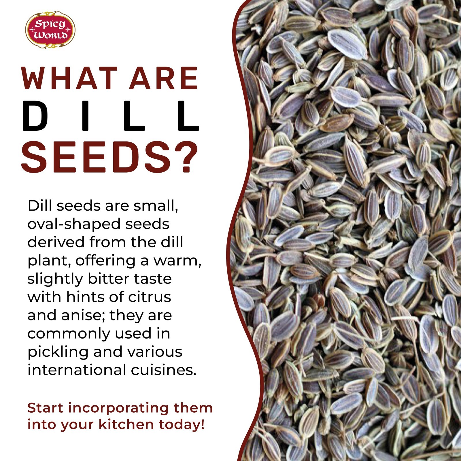Bulk Dill Seeds 6 LB Jar – Whole Spice for Pickling & Cooking, Resealable Contai