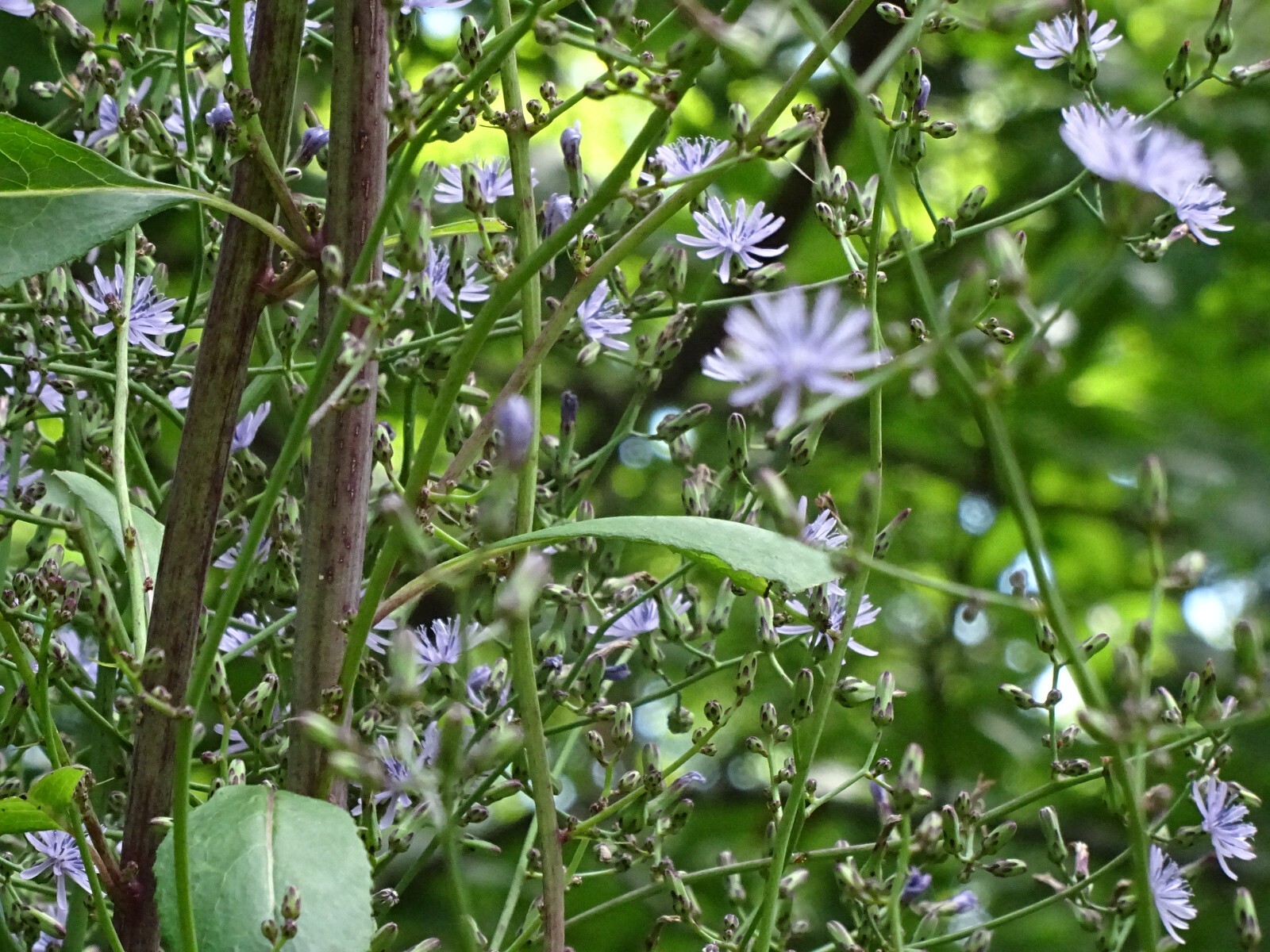 Woodland Lettice Lactuca floridana Native Wildflower 50 seeds from 2023 BEES