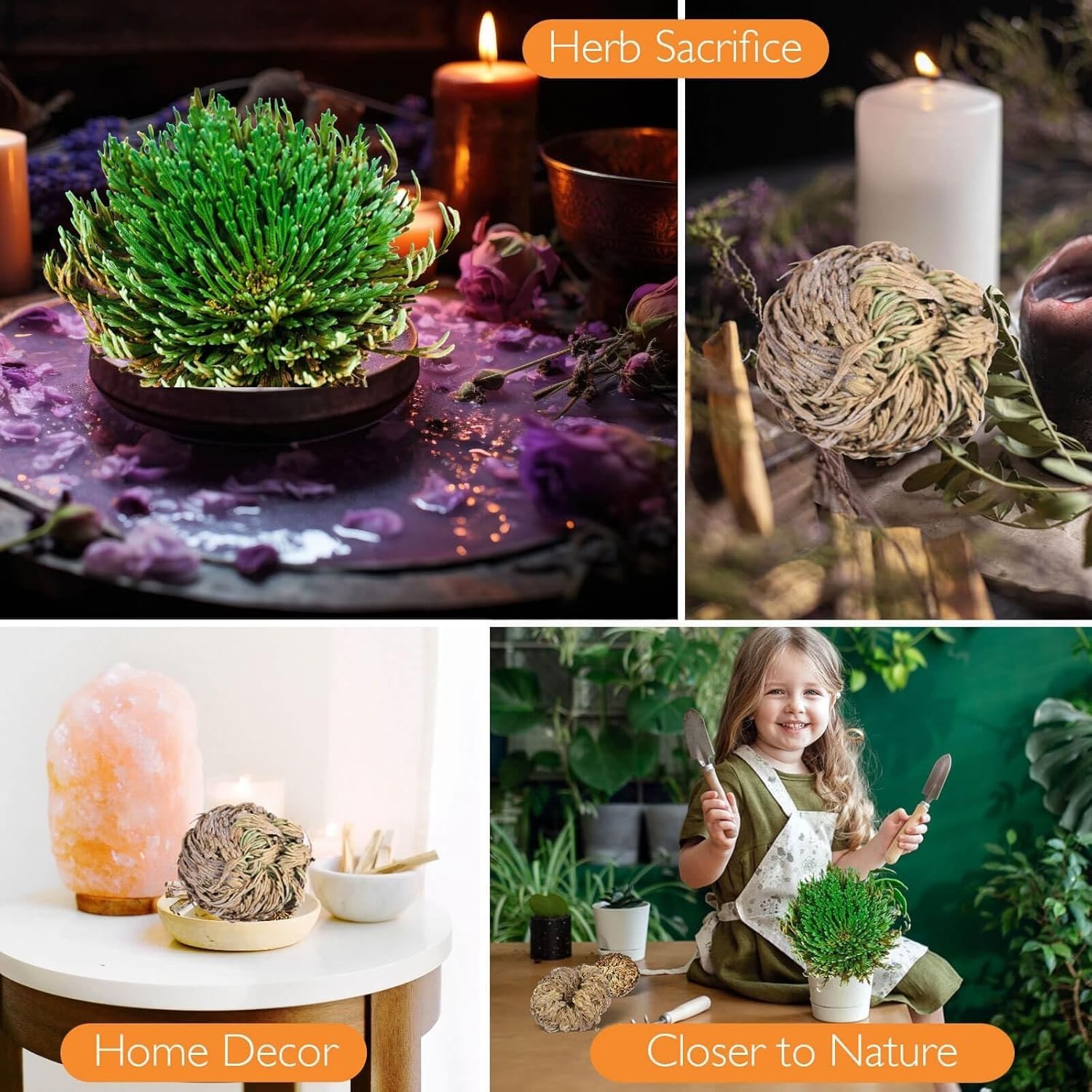 4-Pack Large Premium Dried Rose of Jericho, Selaginella Resurrection 4Pcs