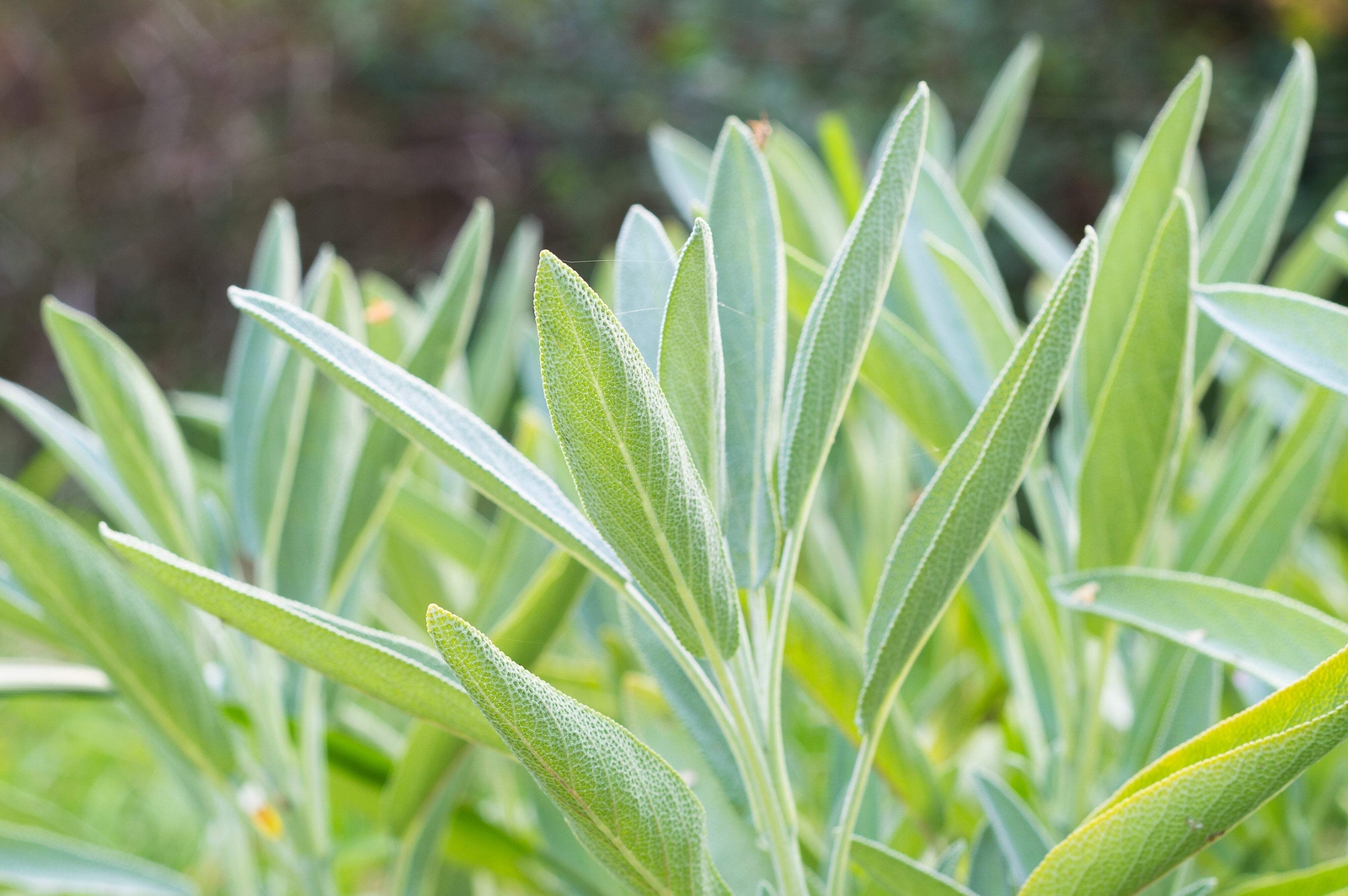 75 Sacred California WHITE SAGE Salvia Apiana Shrub Silver Folliage Native Smudg