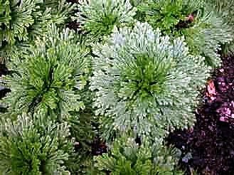 Rose of Jericho Resurrection Fern – Selaginella lepidophylla