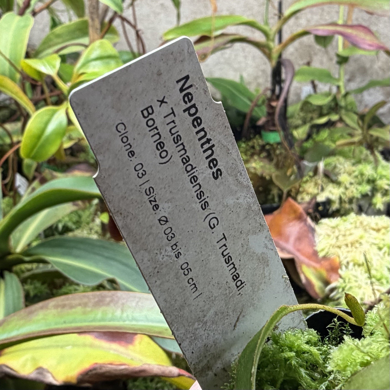 Nepenthes x Trusmadiensis Highland Pitcher Plant Super Desirable Natural Hybrid