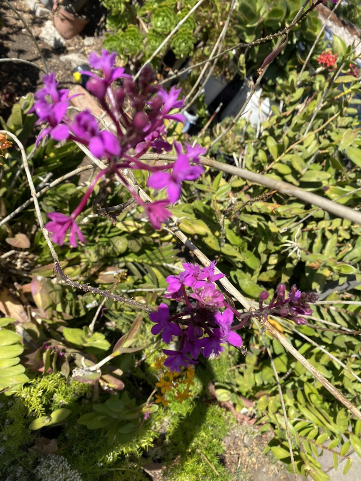 EPIDENDRUM Orchid 3 Pieces With Roots Red/Yellow/Orange/Purple 4’- 8’ Long.
