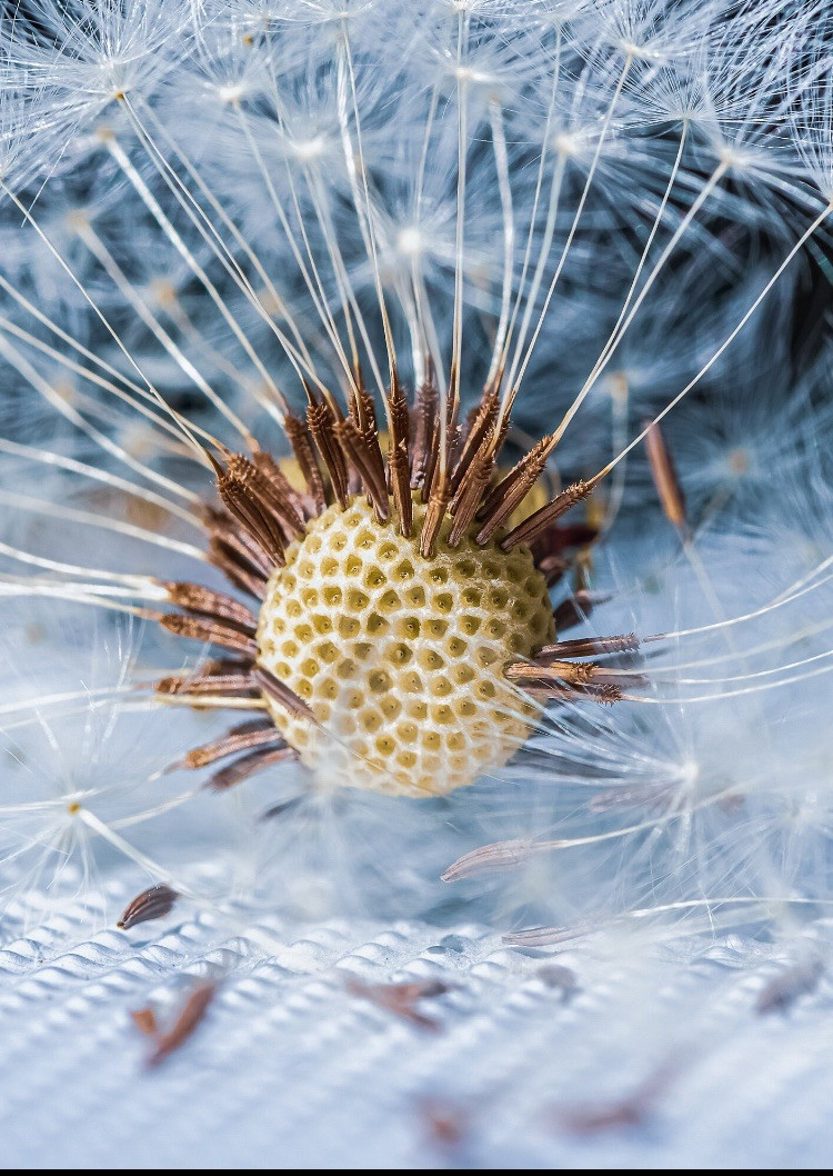 Dandelion Seeds LARGE Medicinal Edible Flowers Giant Dandelion Flowers USA