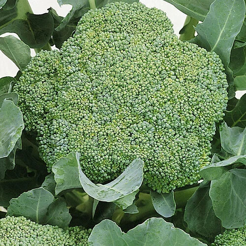 500 WALTHAM 29 BROCCOLI SEEDS ~ heirloomseedguy ~ 2026 ~ NON-GMO