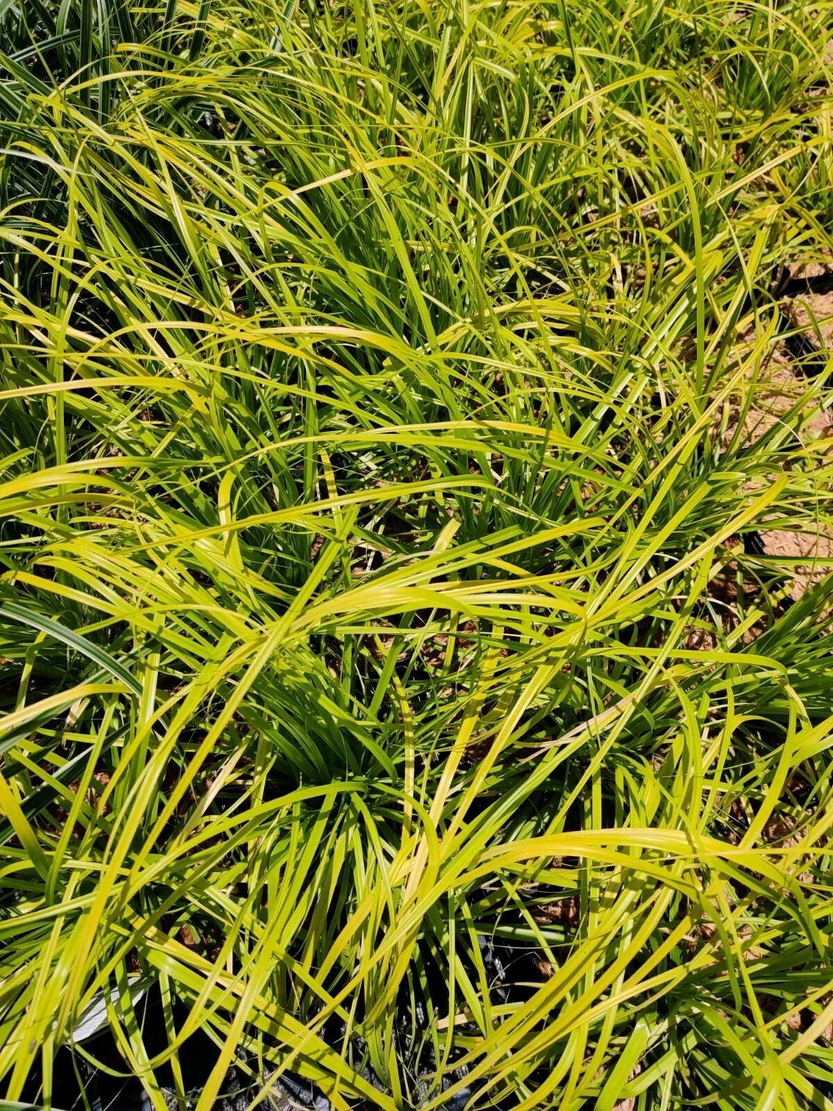 Evercolor ‘Everillo’ Japanese Sedge Carex Shade Grass Hosta Companion