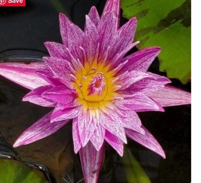 Peppermint Splash Tropical Water Lily ** Award Winning ** / Mature Blooming!
