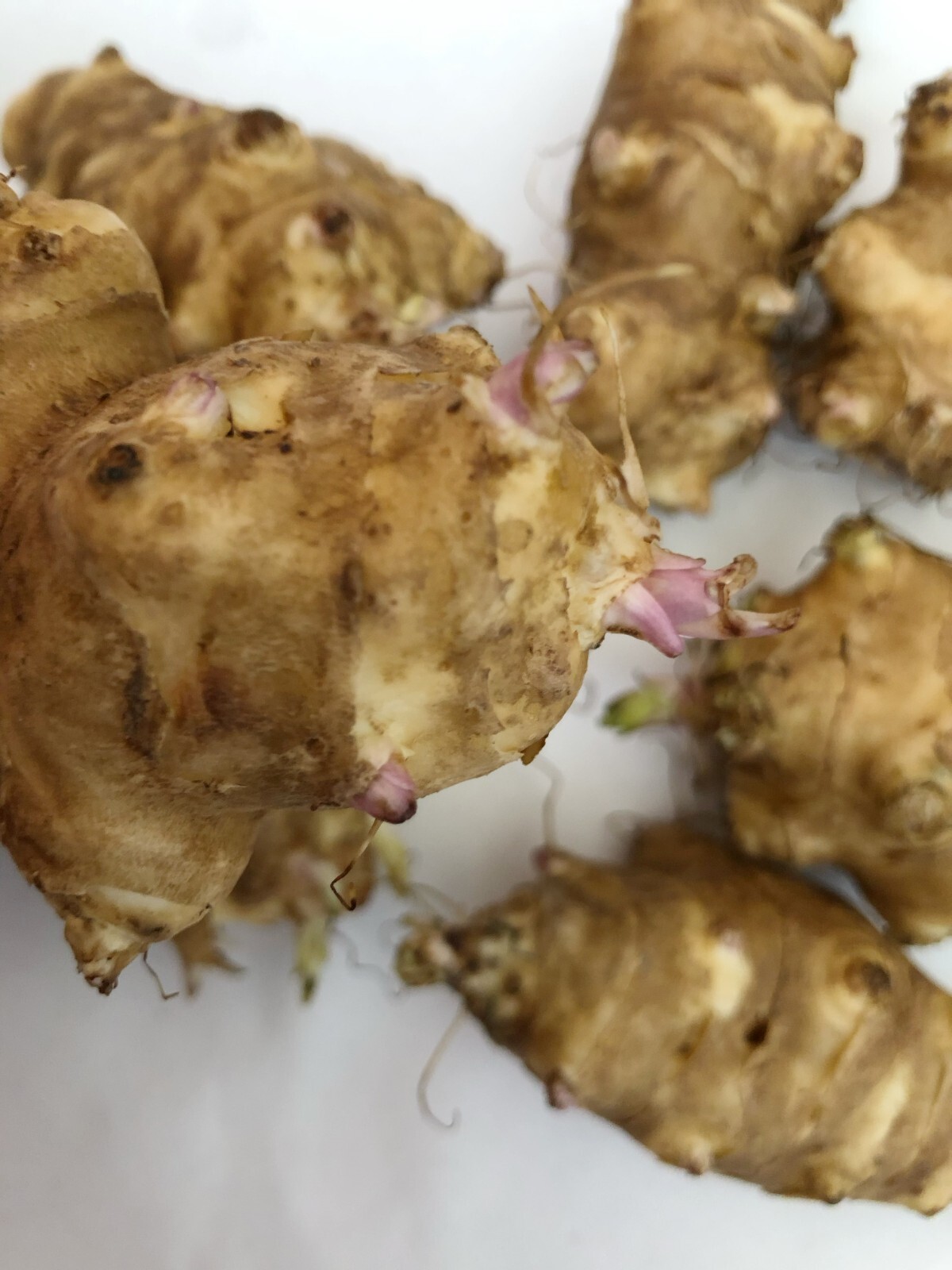 Jerusalem Artichoke Tubers – Individual Tubers For Planting – Sunchokes Sunroot