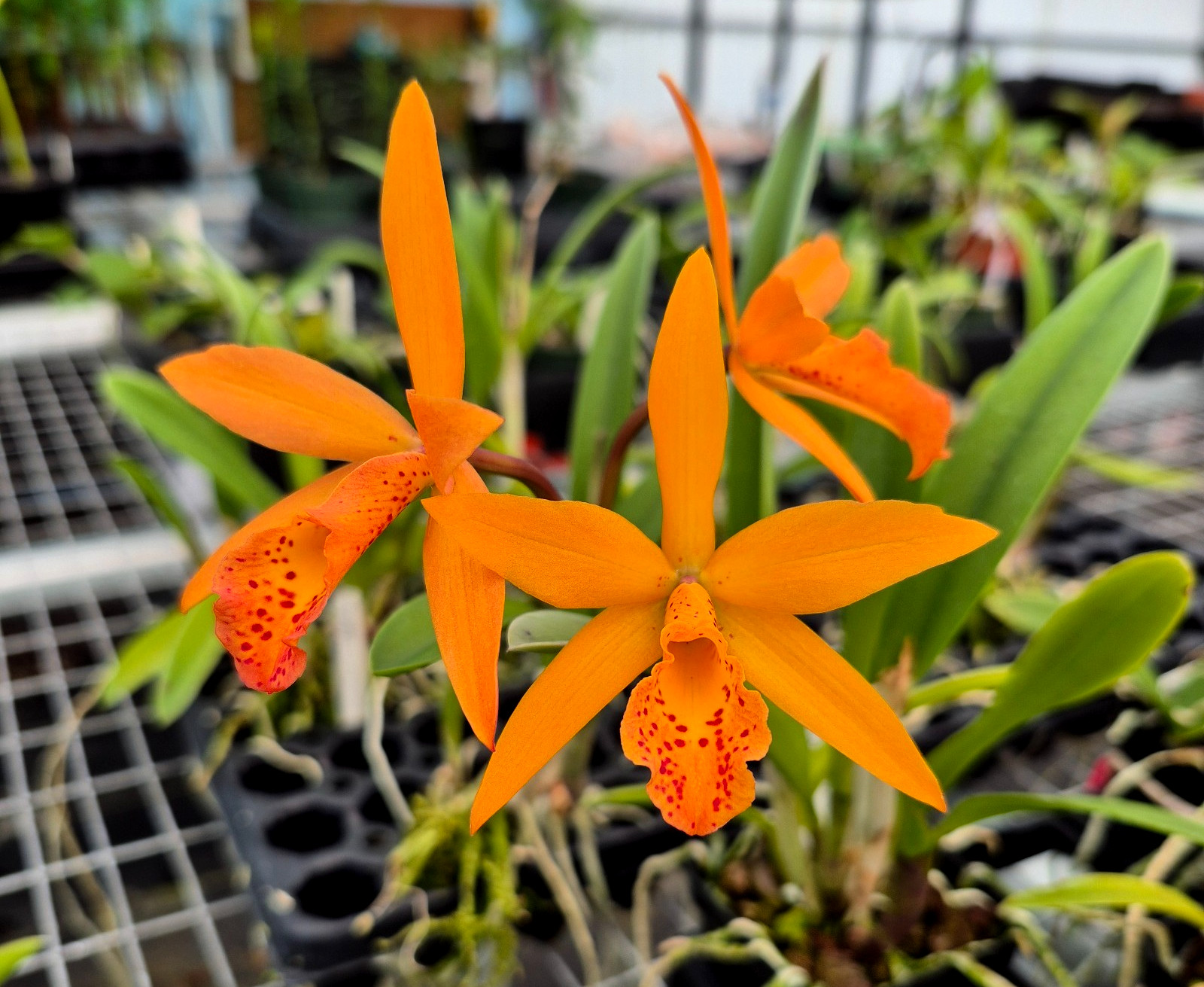 BC. Richard Mueller 4N x Cattleya orchidglade very nice plants all in spike!!!