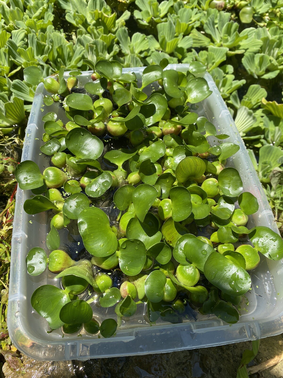 (16) Water Hyacinth Koi Pond Floating Plants Rid Algae Medium- Small 2-4” Filter